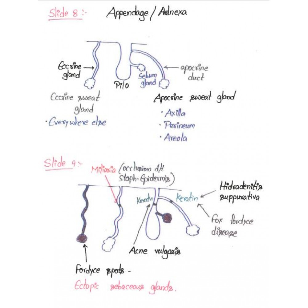 Dermatology DAMS PG-Hand Written (Colored ) Notes 2022-23