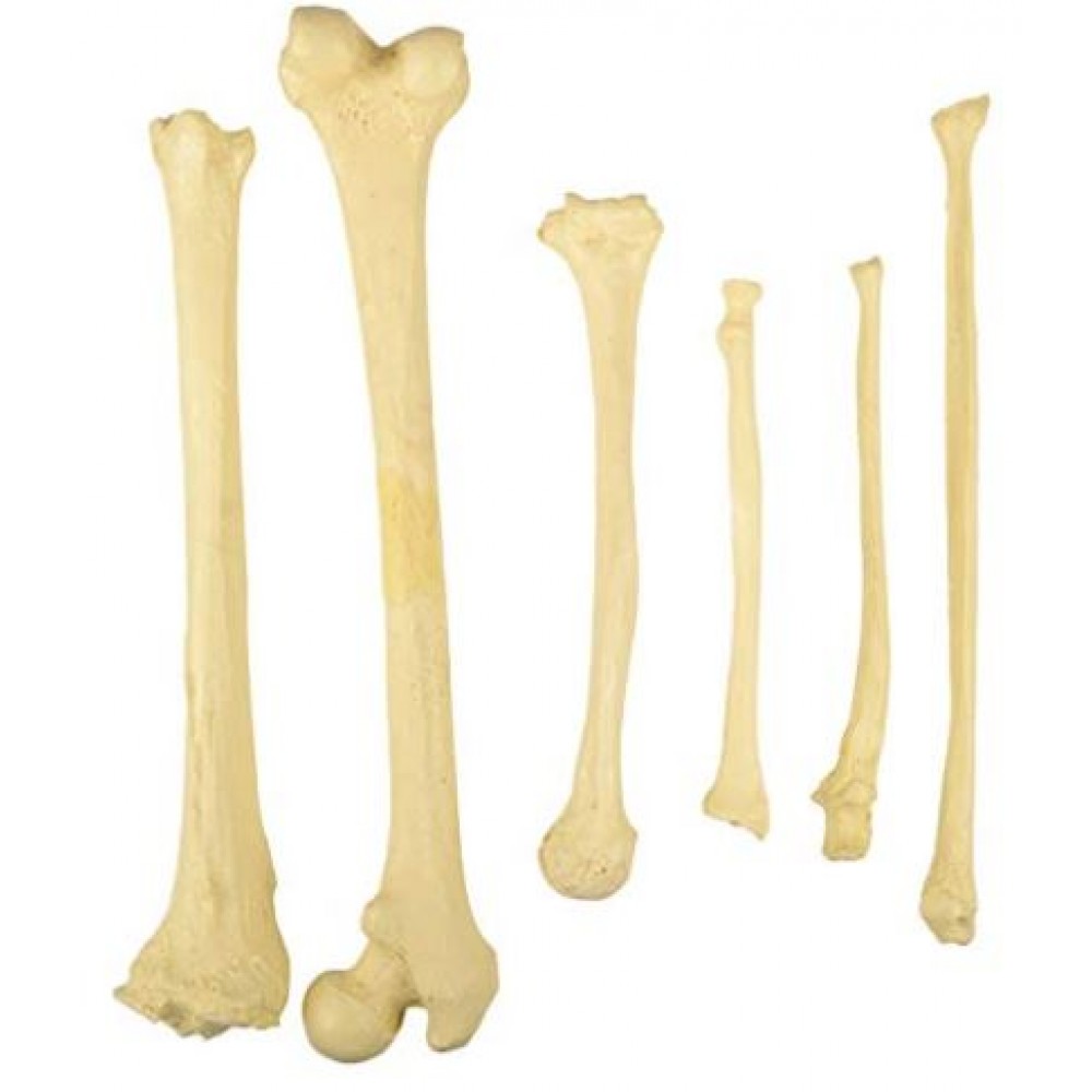 Bilateral Disarticulated Human Skeleton Life-Bone Set for Medical Students