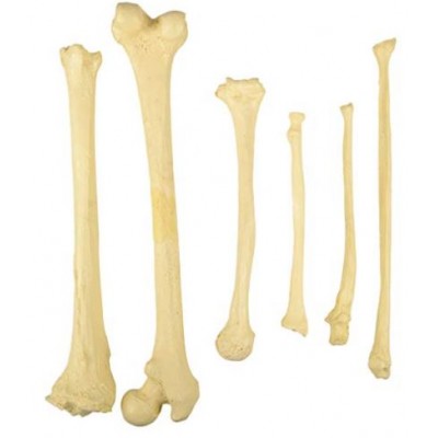 Bilateral Disarticulated Human Skeleton Life-Bone Set for Medical Students