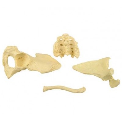 Bilateral Disarticulated Human Skeleton Life-Bone Set for Medical Students