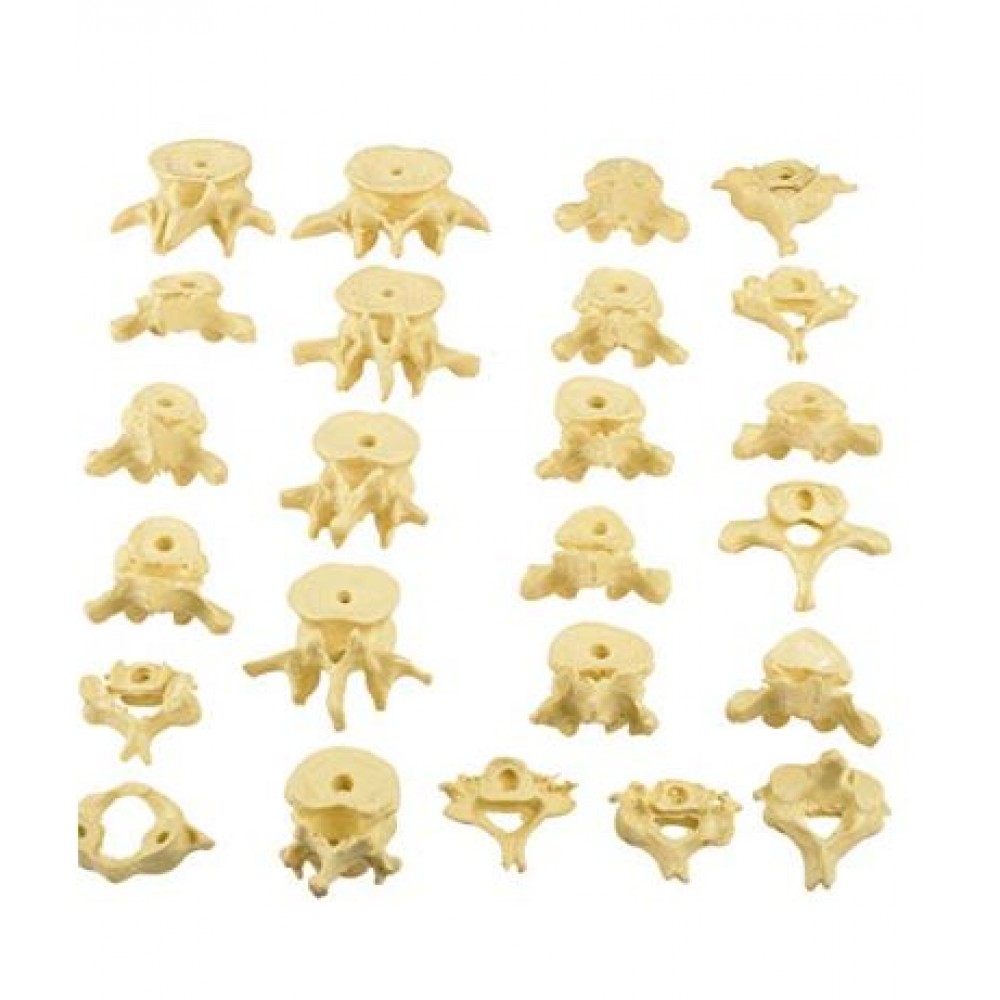 Bilateral Disarticulated Human Skeleton Life-Bone Set for Medical Students