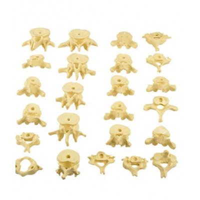 Bilateral Disarticulated Human Skeleton Life-Bone Set for Medical Students