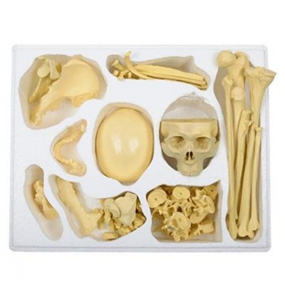 Bilateral Disarticulated Human Skeleton Life-Bone Set for Medical Students